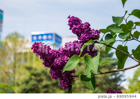 札幌　大通公園　ライラック　リラ　 69095944