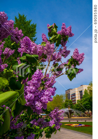 札幌　大通公園　ライラック　リラ　 69095980