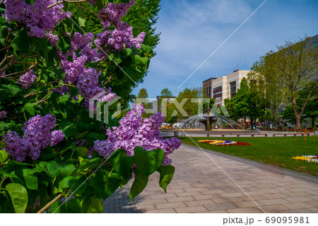 札幌　大通公園　ライラック　リラ　 69095981