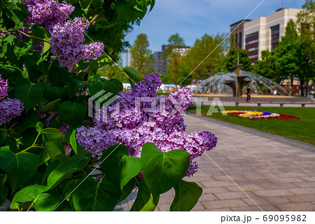 札幌　大通公園　ライラック　リラ　 69095982