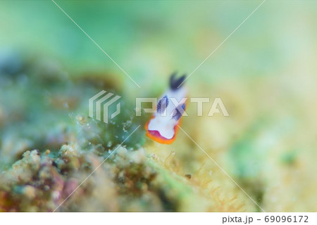 フジナミウミウシ　その④ 69096172