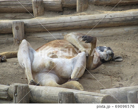 カンガルー 69096576