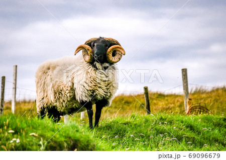 Impressive blackface sheep with huge horns in County Donegal - Ireland 69096679