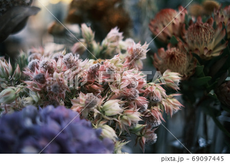 ドライフラワー 69097445