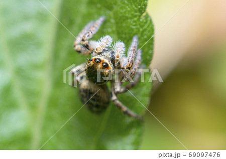 ネコハエトリ 69097476