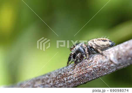 ネコハエトリ 69098074