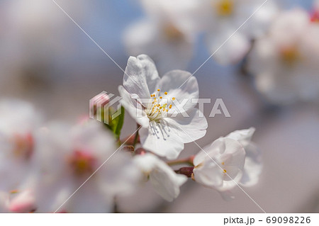満開の桜花 69098226