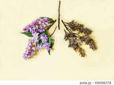 Medical concept of lilac flowers shaped in human lungs  69098278