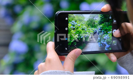 スマートフォンで撮影するファインダー越しの紫陽花。 スマートフォンで撮影するファインダー越しの紫陽花。 69098991