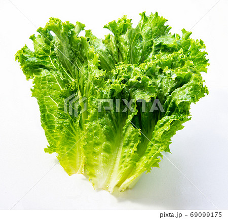 フリルレタス 69099175