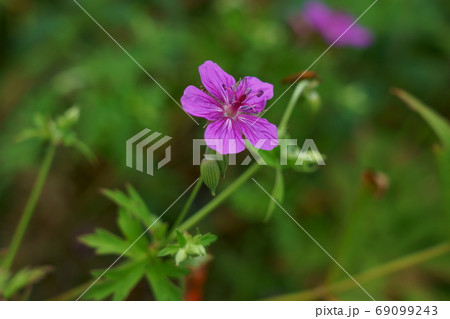可憐なアサマフウロの花 69099243