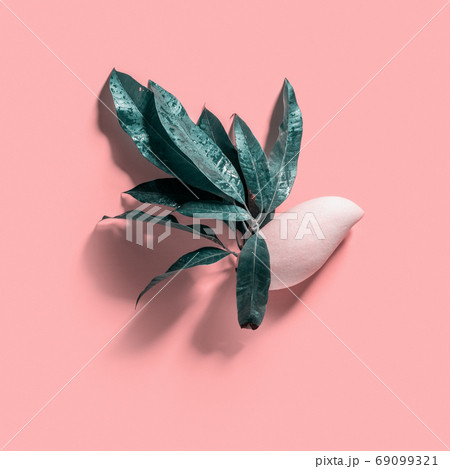 Mango fruit with leaves bright pink background 69099321