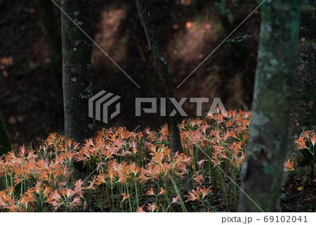満開のキツネノカミソリ　　大栗山 69102041