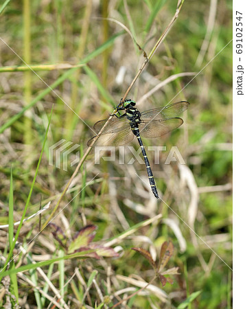 オニヤンマ 69102547