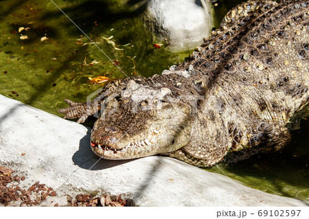 big crocodile at the zoo 69102597
