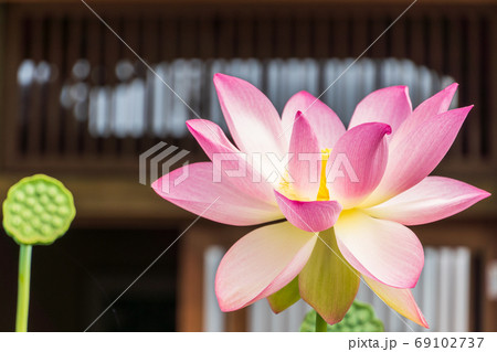 暑いけど涼しげな蓮の花 69102737