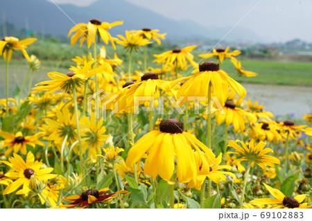 オオハンゴンソウ属 植物 花 69102883