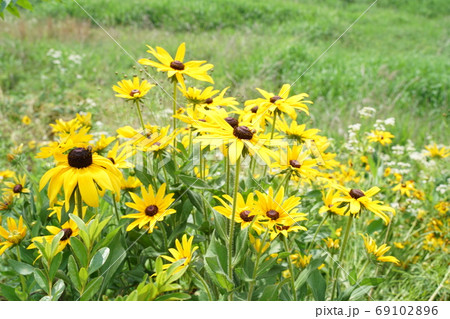 オオハンゴンソウ属 植物 花 69102896