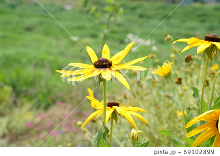 オオハンゴンソウ属 植物 花 69102899