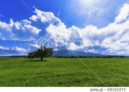 夏の上坊牧野の一本桜と青空 岩手県八幡平市 夏の上坊牧野の一本桜と青空 岩手県八幡平市 69102972