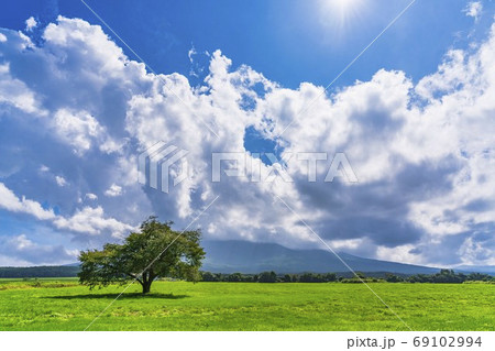 夏の上坊牧野の一本桜と青空 岩手県八幡平市 夏の上坊牧野の一本桜と青空 岩手県八幡平市 69102994