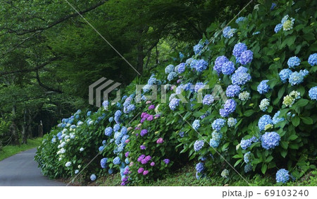 JR阪和線 山中渓駅付近のあじさいの花 大阪府阪南市 JR阪和線 山中渓駅付近のあじさいの花 大阪府阪南市 69103240