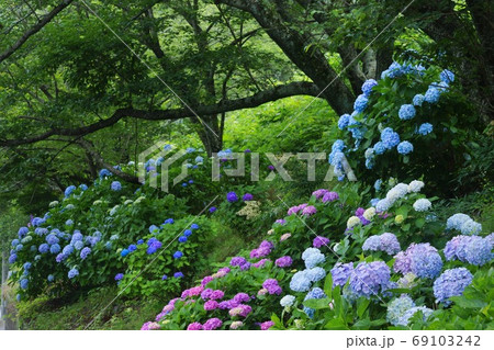 JR阪和線　山中渓駅付近のあじさいの花　大阪府阪南市 69103242
