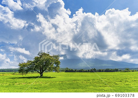 夏の上坊牧野の一本桜と青空 岩手県八幡平市 夏の上坊牧野の一本桜と青空 岩手県八幡平市 69103378
