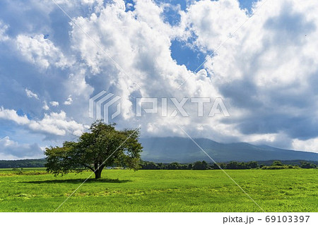 夏の上坊牧野の一本桜と青空 岩手県八幡平市 夏の上坊牧野の一本桜と青空 岩手県八幡平市 69103397