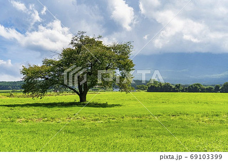 夏の上坊牧野の一本桜と青空　岩手県八幡平市 69103399