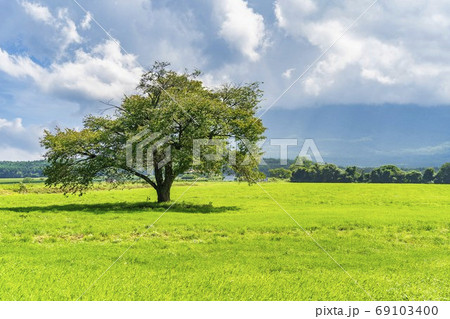 夏の上坊牧野の一本桜と青空　岩手県八幡平市 69103400