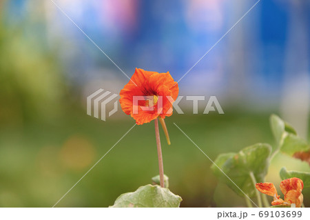 可憐な赤いナスタチウムの花 可憐な赤いナスタチウムの花 69103699
