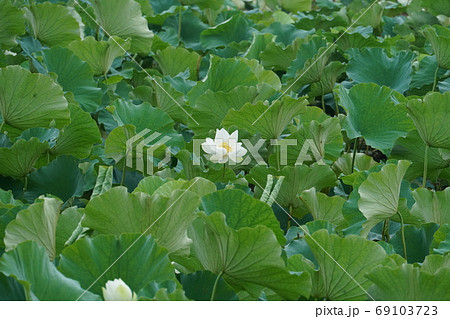 白蓮 蓮 花 69103723