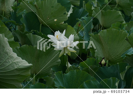 白蓮 蓮 花 69103734
