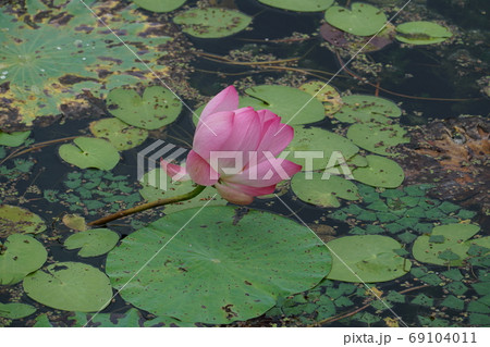 蓮 ピンク 花 69104011