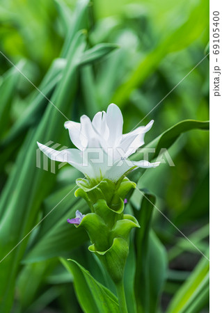 Curcuma Zanthorrhiza (Siam Tulip Curcuma Alismatifolia) white Fl 69105400