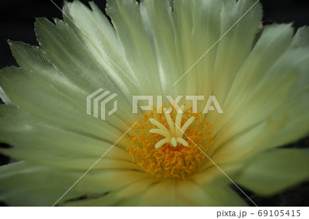 サボテンランポウの黄色い花のクローズアップの写真素材