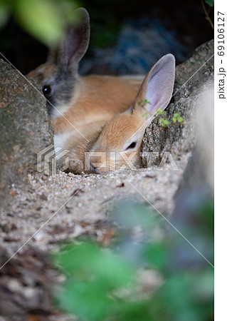野生の仔ウサギ -うさぎの楽園 大久野島- 野生の仔ウサギ -うさぎの楽園 大久野島- 69106127