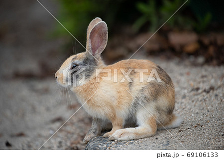 野生の仔ウサギ -うさぎの楽園 大久野島- 野生の仔ウサギ -うさぎの楽園 大久野島- 69106133