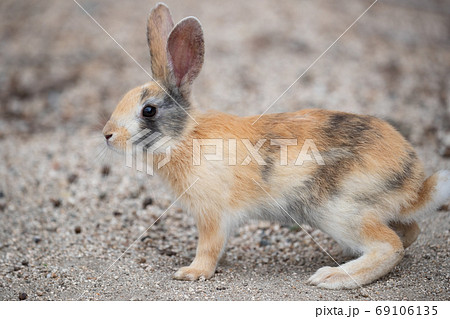 野生の仔ウサギ -うさぎの楽園 大久野島- 野生の仔ウサギ -うさぎの楽園 大久野島- 69106135