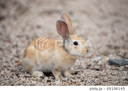 野生の仔ウサギ -うさぎの楽園 大久野島- 野生の仔ウサギ -うさぎの楽園 大久野島- 69106140