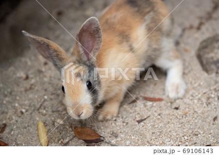 野生の仔ウサギ -うさぎの楽園 大久野島- 69106143