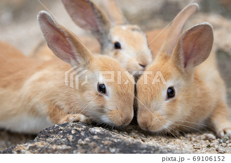 野生の仔ウサギ -うさぎの楽園 大久野島- 野生の仔ウサギ -うさぎの楽園 大久野島- 69106152