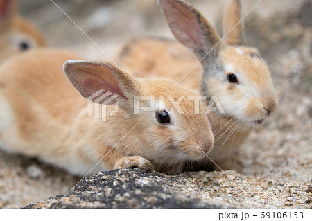 野生の仔ウサギ -うさぎの楽園 大久野島- 69106153