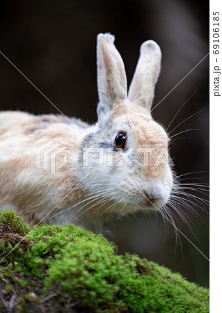 野生のウサギ -うさぎの楽園 大久野島- 69106185