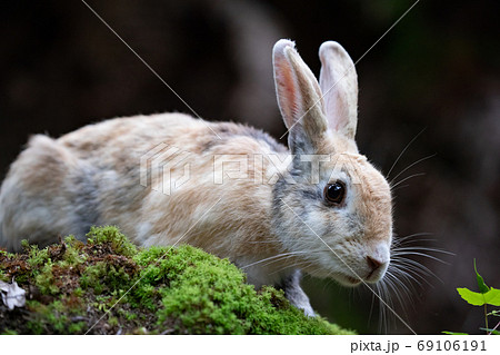 野生のウサギ うさぎの楽園 大久野島 の写真素材