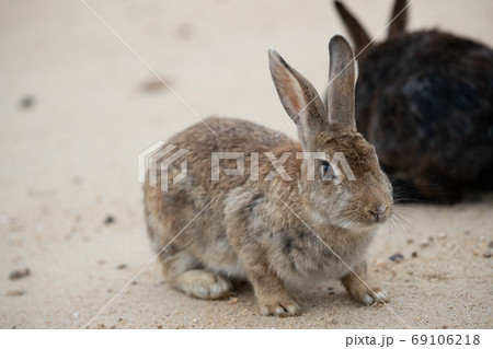 野生のウサギ -うさぎの楽園 大久野島- 69106218