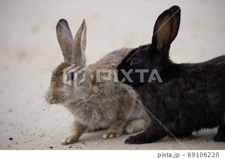 野生のウサギ -うさぎの楽園 大久野島- 野生のウサギ -うさぎの楽園 大久野島- 69106220