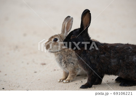 野生のウサギ -うさぎの楽園 大久野島- 野生のウサギ -うさぎの楽園 大久野島- 69106221