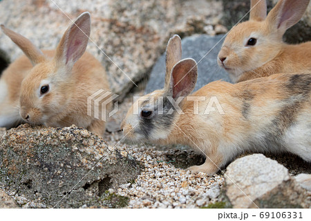 野生の仔ウサギ -うさぎの楽園 大久野島- 69106331